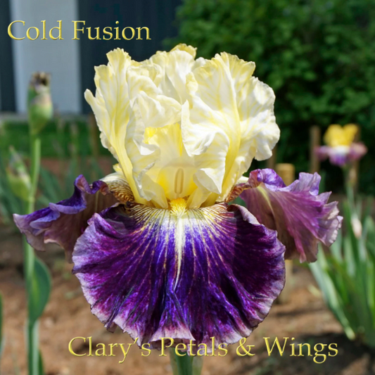 Cold Fusion 2011 Tall Bearded Iris