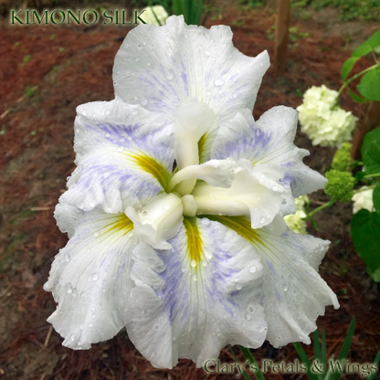 Kimono Silk - Ensata - Japanese Iris