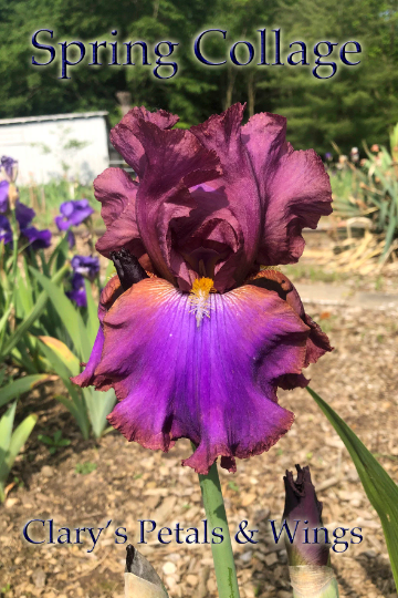SPRING COLLAGE - 2015 Tall Bearded Iris