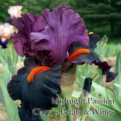 MIDNIGHT PASSION - 2008 Tall Bearded Iris