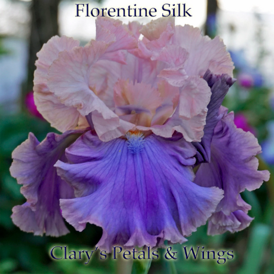 FLORENTINE SILK - 2005 - TB