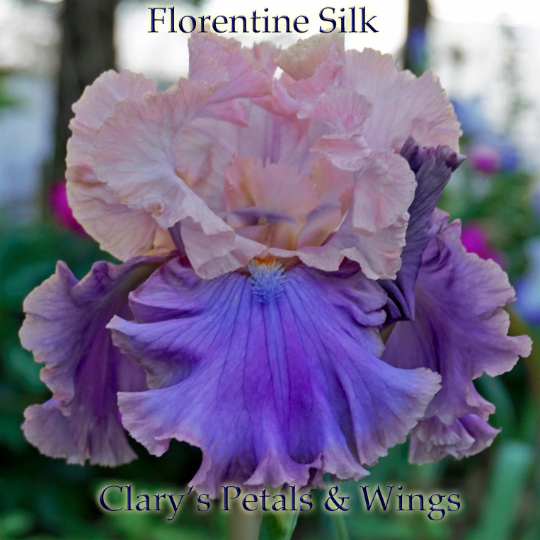 Florentine Silk - 2005 Tall Bearded Iris