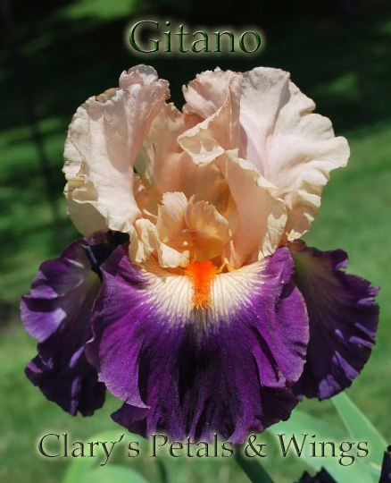 Gitano - 2007 Tall Bearded Iris