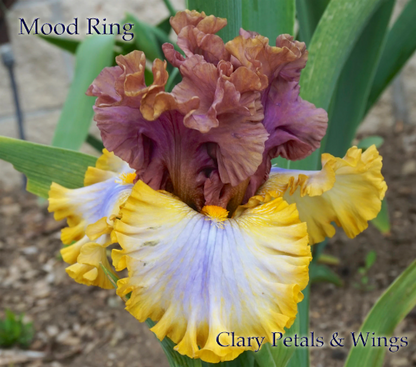 MOOD RING - 2017 Tall Bearded Iris