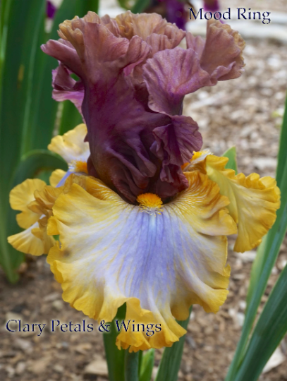 MOOD RING - 2017 Tall Bearded Iris