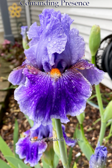 COMMANDING PRESENCE - 2014 - TB