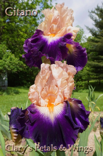 Gitano - 2007 Tall Bearded Iris