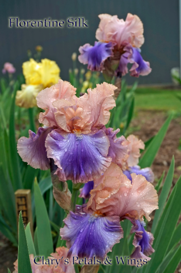 Florentine Silk - 2005 Tall Bearded Iris