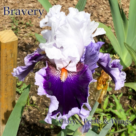 Bravery - Tall Bearded Iris