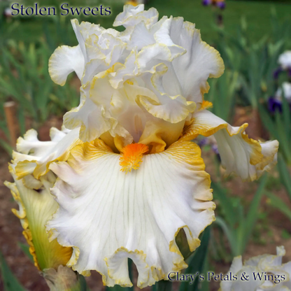 STOLEN SWEETS - 2009 Tall Bearded Iris