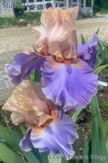 Musical Chairs - 2019 Tall Bearded Iris