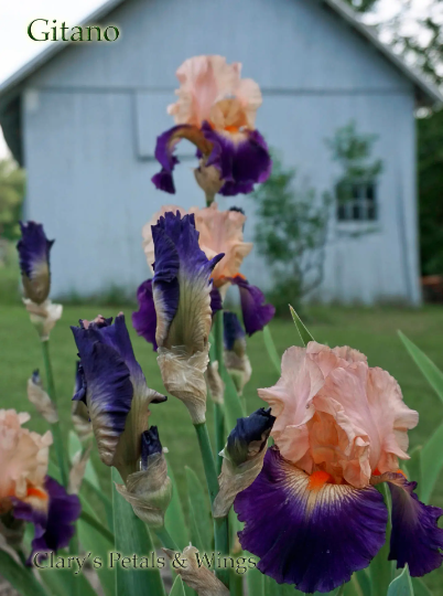 Gitano - 2007 Tall Bearded Iris