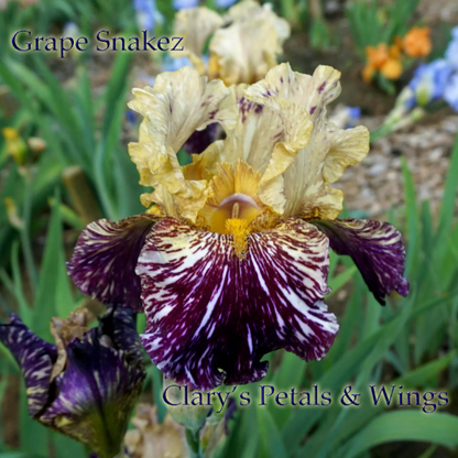 Grape Snakez - 1999 Tall Bearded Iris