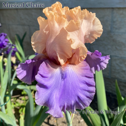 Musical Chairs - 2019 Tall Bearded Iris