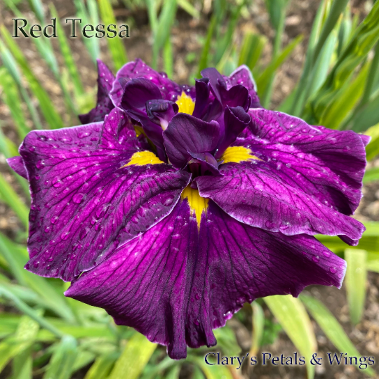 RED TESSA - Ensata - Japanese Iris