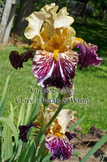 Grape Snakez - 1999 Tall Bearded Iris