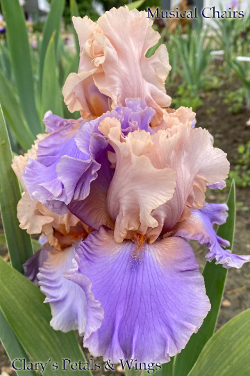 Musical Chairs - 2019 Tall Bearded Iris