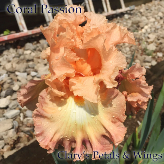 Coral Passion - 2013 Tall Bearded Iris