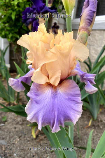 Musical Chairs - 2019 Tall Bearded Iris