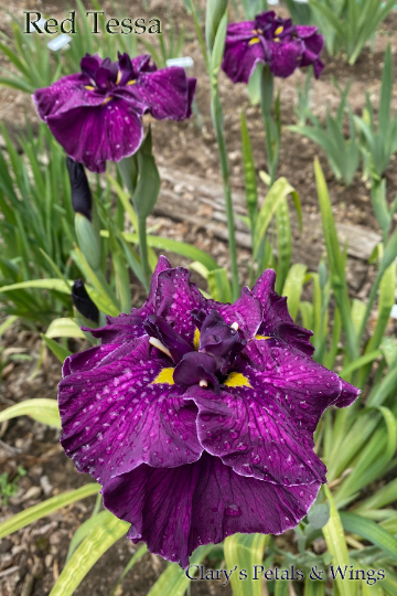 RED TESSA - Ensata - Japanese Iris