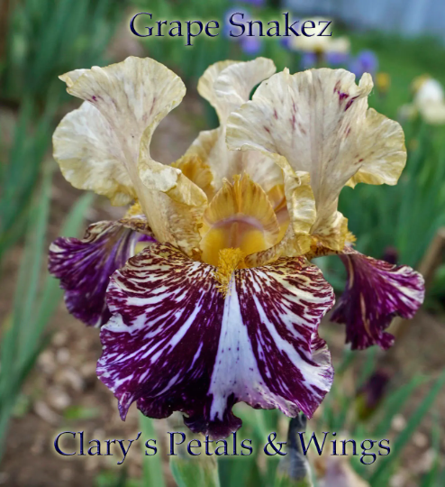 Grape Snakez - 1999 Tall Bearded Iris