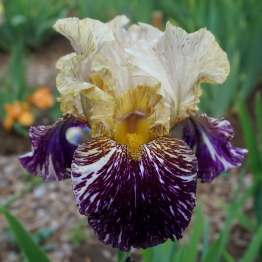 Grape Snakez - 1999 Tall Bearded Iris