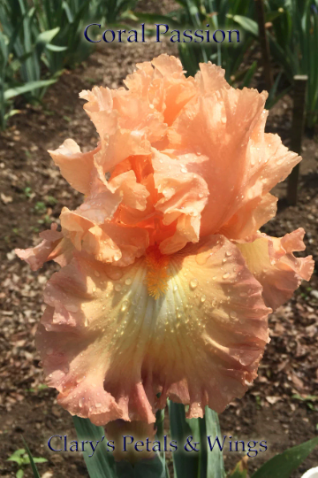 Coral Passion - 2013 Tall Bearded Iris