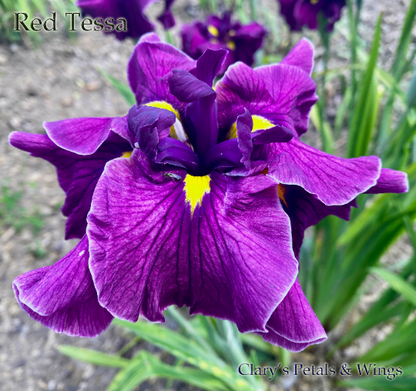 RED TESSA - Ensata - Japanese Iris