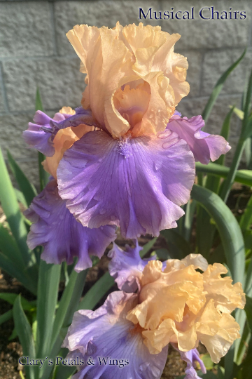 Musical Chairs - 2019 Tall Bearded Iris