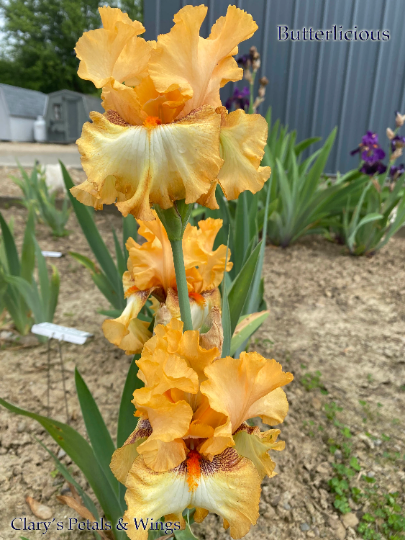 BUTTERLICIOUS - 2018 - Tall Bearded Iris