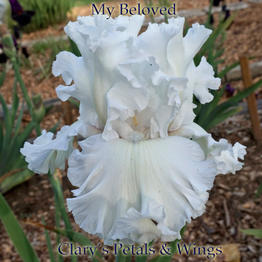 My Beloved - 2009 - Tall Bearded Iris