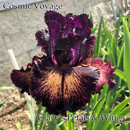 Cosmic Voyage - 2017 Tall Bearded Iris