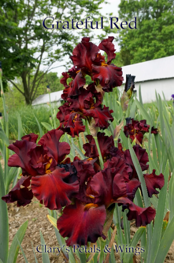 GRATEFUL RED  2011  Tall Bearded Iris