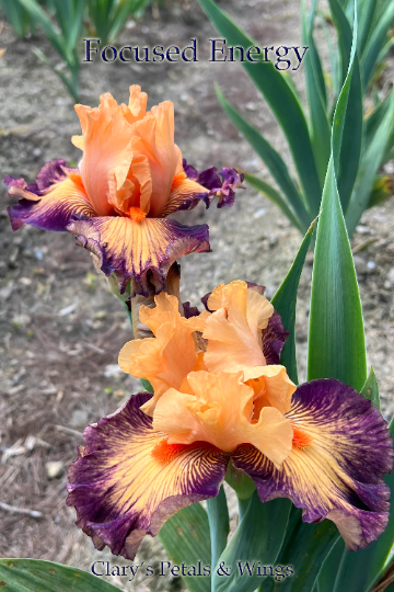 FOCUSED ENERGY - 2021 Tall Bearded Iris