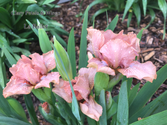 La Ballet - 2006 Standard Dwarf Bearded Iris