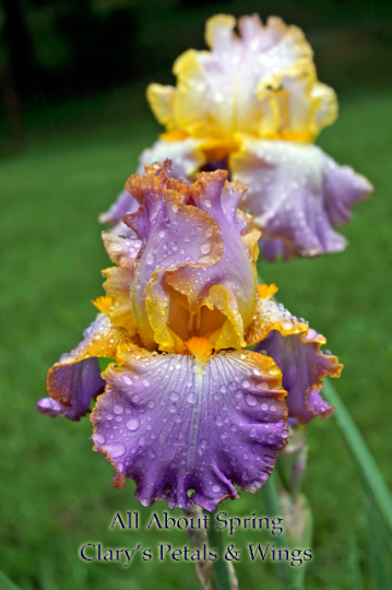 ALL ABOUT SPRING - Kerr 2006 - Tall Bearded Iris