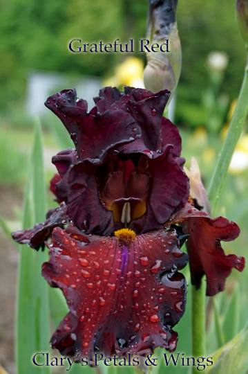 GRATEFUL RED  2011  Tall Bearded Iris