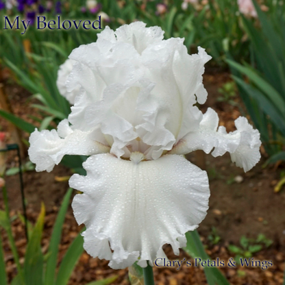 My Beloved - 2009 - Tall Bearded Iris