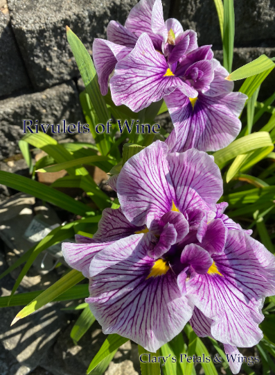 RIVULETS OF WINE - Ensata - Japanese Iris