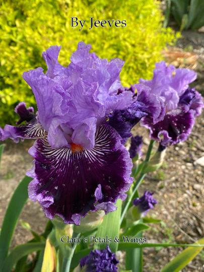 By Jeeves - Tall Bearded Iris