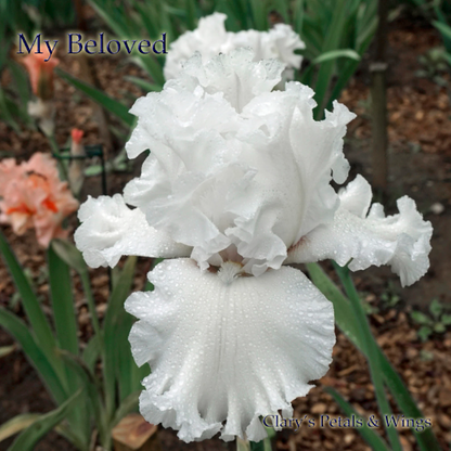 My Beloved - 2009 - Tall Bearded Iris