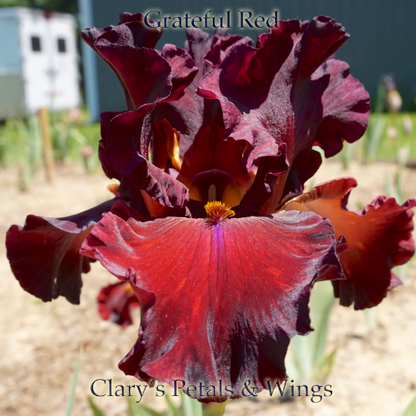 GRATEFUL RED  2011  Tall Bearded Iris