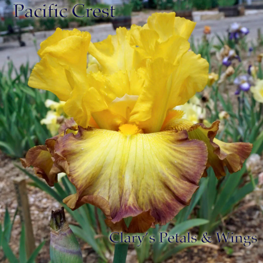 Pacific Crest - 2012 Tall Bearded Iris