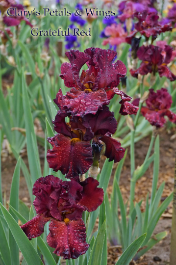 GRATEFUL RED  2011  Tall Bearded Iris