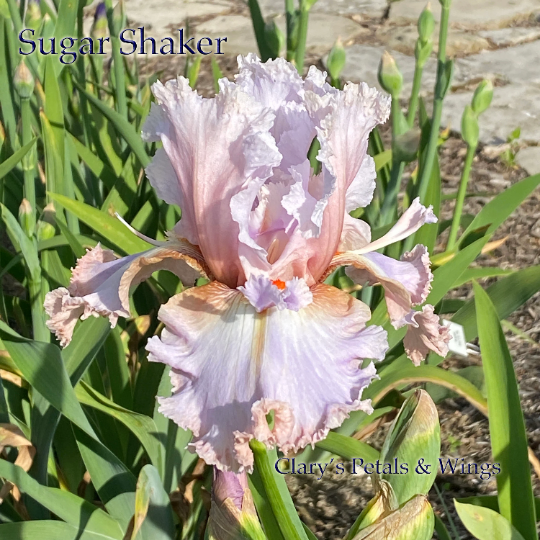SUGAR SHAKER - 2013 - Tall Bearded Iris