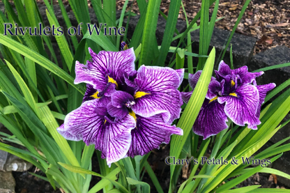 RIVULETS OF WINE - Ensata - Japanese Iris