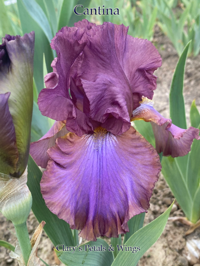 CANTINA - 1990 - TB - Reblooming