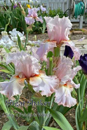 SUGAR SHAKER - 2013 - Tall Bearded Iris