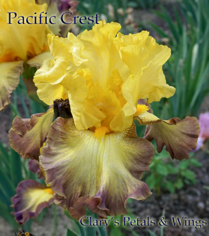 Pacific Crest - 2012 Tall Bearded Iris