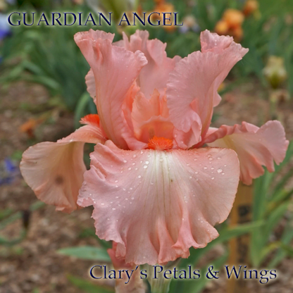 GUARDIAN ANGEL - 2005 Tall Bearded Iris